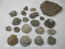 Geology Specimens, Shells, Fossils and more