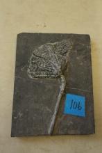 Crinoid Fossil