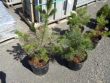 (2)  Long Needle Pine Trees In Pots, Ready To Be Transplanted (2 XBID PRICE