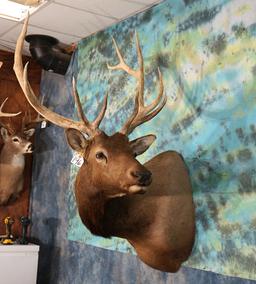 6 x 6 Rocky Mountain Elk Shoulder Taxidermy Mount