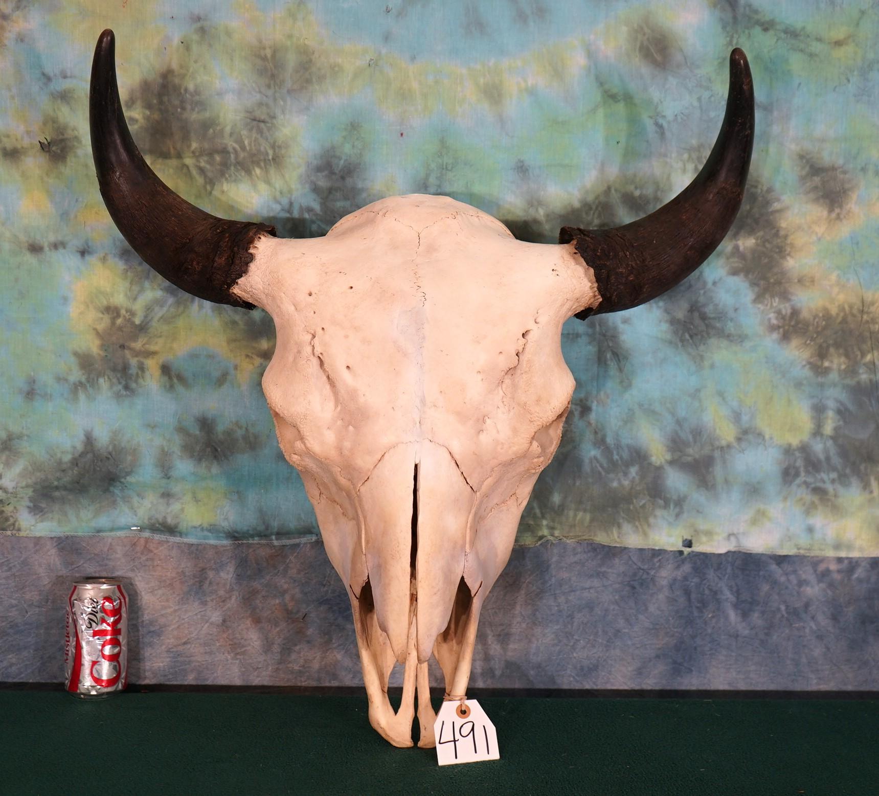 American Bison Skull Taxidermy