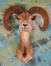Afghan Urial Sheep Shoulder Taxidermy Mount **Texas Residents Only!**