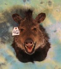 Javelina "Collared Peccary" Shoulder Taxidermy Mount