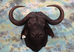# 57 SCI Record Book African Cape Buffalo Shoulder Taxidermy Mount