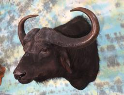 # 57 SCI Record Book African Cape Buffalo Shoulder Taxidermy Mount