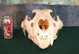 African Lion Skull Taxidermy **Texas Residents Only!**