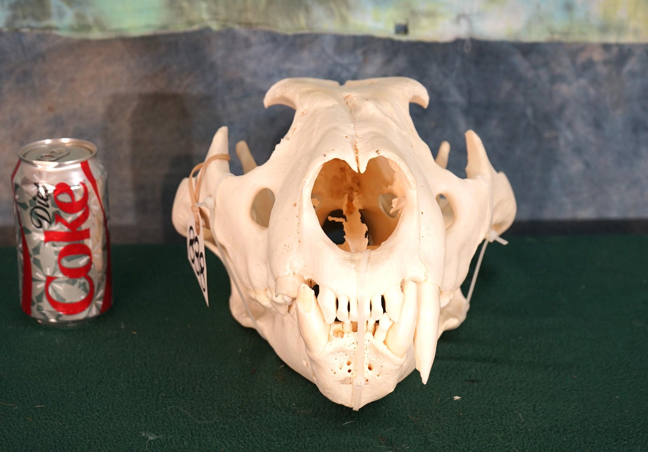 African Lion Skull Taxidermy **Texas Residents Only!**