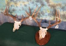Two Whitetail Deer Skulls Taxidermy
