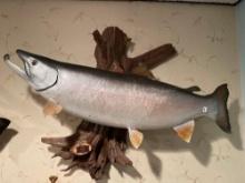 Mounted Salmon- 33''L x 2 Ft T. NO SHIPPING AVAILABLE ON THIS ITEM!