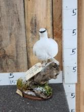 Ptarmigan Full Body Bird Taxidermy