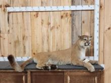 Mountain Lion Cougar Full Body Taxidermy Mount