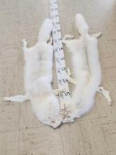 2 Soft Tanned White Fox Furs Taxidermy