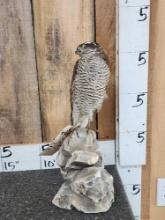 Eurasian Sparrowhawk Full Body Bird Taxidermy