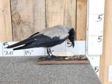 African Hooded Crow Full Body Bird Taxidermy