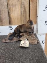 Baby Beaver Full Body Taxidermy Mount