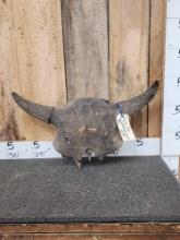 Ancient Bison Buffalo Skull Taxidermy