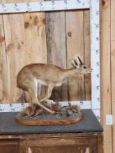 African Steinbok Full Body Taxidermy Mount