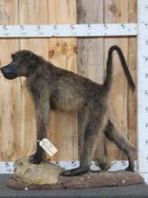 African Chakma Baboon Full Body Taxidermy Mount