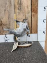 Squirrel On A Stripper Pole Taxidermy