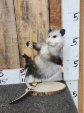 Opossum On A Stripper Pole Taxidermy