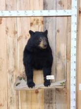 Black Bear Half Body Taxidermy Mount