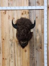 American Bison Buffalo Shoulder Mount Taxidermy