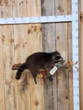 Black Raccoon Relaxing On A Limb Taxidermy