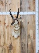 Pronghorn Antelope Shoulder Mount Taxidermy