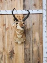 Pronghorn Antelope Shoulder Mount Taxidermy