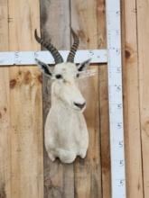 African White Blesbok Shoulder Mount Taxidermy