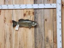 21" Smallmouth Bass Real Skin Fish Taxidermy