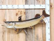 42" Northern Pike Real Skin Fish Taxidermy