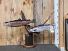 2 Rainbow Trout Reproduction Fish Taxidermy