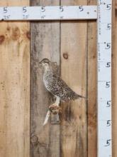 Sharptail Grouse Full Body Bird Taxidermy