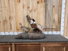 Hen & Rooster Pheasants Bird Taxidermy