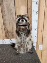 Raccoon Playing Harmonica Taxidermy