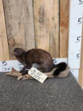 Mink Full Body Taxidermy Mount