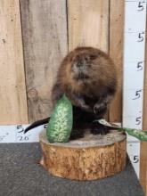 Juvenile Beaver Full Body Taxidermy Mount