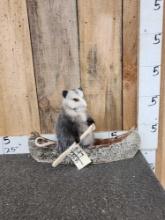 Opossum In A Birch Bark Canoe Taxidermy