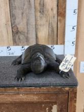 Snapping Turtle Full Body Taxidermy Mount