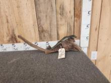 Baby Alligator Full Body Taxidermy Mount