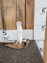 Weasel Or Ermine Full Body Taxidermy Mount