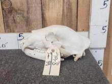 Big Black Bear Skull Taxidermy