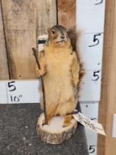 Backpacking Squirrel Full Body Taxidermy Mount