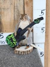 Rock & Roll Squirrel Playing Guitar Taxidermy