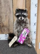 Raccoon Eating Candy Taxidermy