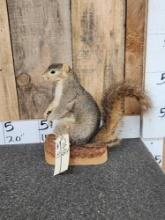 Sitting Squirrel Full Body Taxidermy Mount