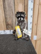 Raccoon Eating Candy Taxidermy