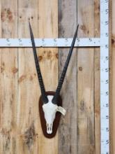 African Gemsbok Skull Taxidermy