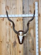 African Kudu Skull Taxidermy